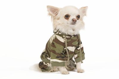 chihuahua camo clothes