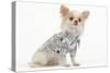 Long-Haired Chihuahua in Studio Wearing Checked Shirt-null-Stretched Canvas