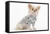 Long-Haired Chihuahua in Studio Wearing Checked Shirt-null-Framed Stretched Canvas