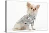 Long-Haired Chihuahua in Studio Wearing Checked Shirt-null-Stretched Canvas