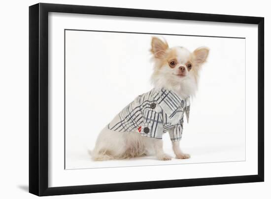 Long-Haired Chihuahua in Studio Wearing Checked Shirt-null-Framed Photographic Print