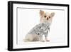 Long-Haired Chihuahua in Studio Wearing Checked Shirt-null-Framed Photographic Print