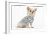 Long-Haired Chihuahua in Studio Wearing Checked Shirt-null-Framed Photographic Print