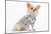 Long-Haired Chihuahua in Studio Wearing Checked Shirt-null-Mounted Photographic Print