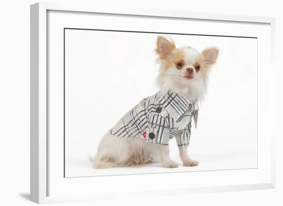 Long-Haired Chihuahua in Studio Wearing Checked Shirt-null-Framed Photographic Print