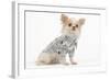 Long-Haired Chihuahua in Studio Wearing Checked Shirt-null-Framed Photographic Print