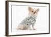 Long-Haired Chihuahua in Studio Wearing Checked Shirt-null-Framed Photographic Print