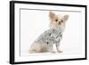 Long-Haired Chihuahua in Studio Wearing Checked Shirt-null-Framed Photographic Print