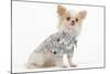 Long-Haired Chihuahua in Studio Wearing Checked Shirt-null-Mounted Photographic Print