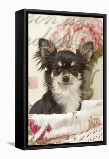 Long Haired Chihuahua Puppy-null-Framed Stretched Canvas
