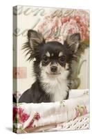 Long Haired Chihuahua Puppy-null-Stretched Canvas