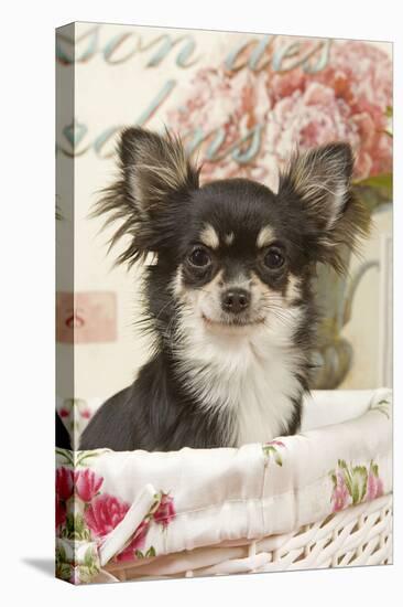 Long Haired Chihuahua Puppy-null-Stretched Canvas