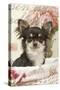 Long Haired Chihuahua Puppy-null-Stretched Canvas