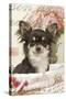 Long Haired Chihuahua Puppy-null-Stretched Canvas