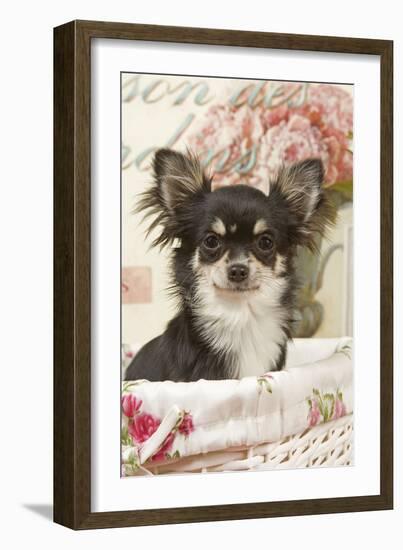 Long Haired Chihuahua Puppy-null-Framed Photographic Print