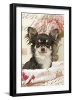 Long Haired Chihuahua Puppy-null-Framed Photographic Print