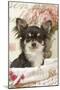 Long Haired Chihuahua Puppy-null-Mounted Photographic Print