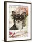 Long Haired Chihuahua Puppy-null-Framed Photographic Print