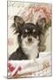 Long Haired Chihuahua Puppy-null-Mounted Photographic Print