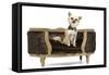 Long-Haired Chihuahua Sitting on Chair in Studio-null-Framed Stretched Canvas