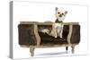 Long-Haired Chihuahua Sitting on Chair in Studio-null-Stretched Canvas