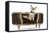 Long-Haired Chihuahua Sitting on Chair in Studio-null-Framed Stretched Canvas