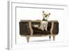 Long-Haired Chihuahua Sitting on Chair in Studio-null-Framed Photographic Print