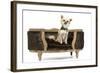 Long-Haired Chihuahua Sitting on Chair in Studio-null-Framed Photographic Print