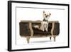 Long-Haired Chihuahua Sitting on Chair in Studio-null-Framed Photographic Print