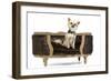 Long-Haired Chihuahua Sitting on Chair in Studio-null-Framed Photographic Print