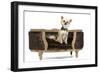 Long-Haired Chihuahua Sitting on Chair in Studio-null-Framed Photographic Print