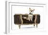 Long-Haired Chihuahua Sitting on Chair in Studio-null-Framed Photographic Print