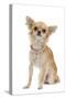 Long-Haired Chihuahua Wearing Diamante Collar-null-Stretched Canvas