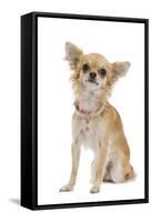 Long-Haired Chihuahua Wearing Diamante Collar-null-Framed Stretched Canvas