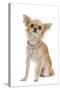 Long-Haired Chihuahua Wearing Diamante Collar-null-Stretched Canvas