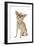 Long-Haired Chihuahua Wearing Diamante Collar-null-Framed Photographic Print