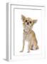 Long-Haired Chihuahua Wearing Diamante Collar-null-Framed Photographic Print