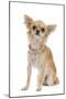 Long-Haired Chihuahua Wearing Diamante Collar-null-Mounted Photographic Print