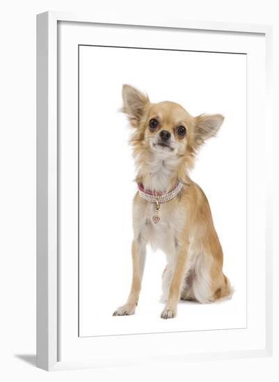 Long-Haired Chihuahua Wearing Diamante Collar-null-Framed Photographic Print