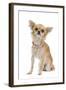 Long-Haired Chihuahua Wearing Diamante Collar-null-Framed Photographic Print