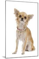 Long-Haired Chihuahua Wearing Diamante Collar-null-Mounted Photographic Print