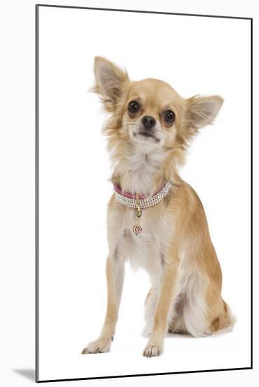 Long-Haired Chihuahua Wearing Diamante Collar-null-Mounted Photographic Print