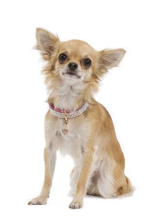 Domestic Dog Chihuahua adult standing Photographic Print Chris Brignell AllPosters