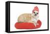 Long-Haired Chihuahua Wearing Knitted Hat-null-Framed Stretched Canvas