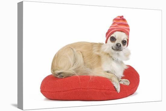 Long-Haired Chihuahua Wearing Knitted Hat-null-Stretched Canvas