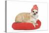Long-Haired Chihuahua Wearing Knitted Hat-null-Stretched Canvas