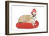 Long-Haired Chihuahua Wearing Knitted Hat-null-Framed Photographic Print