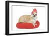 Long-Haired Chihuahua Wearing Knitted Hat-null-Framed Photographic Print