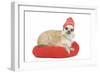 Long-Haired Chihuahua Wearing Knitted Hat-null-Framed Photographic Print