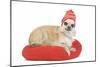 Long-Haired Chihuahua Wearing Knitted Hat-null-Mounted Photographic Print